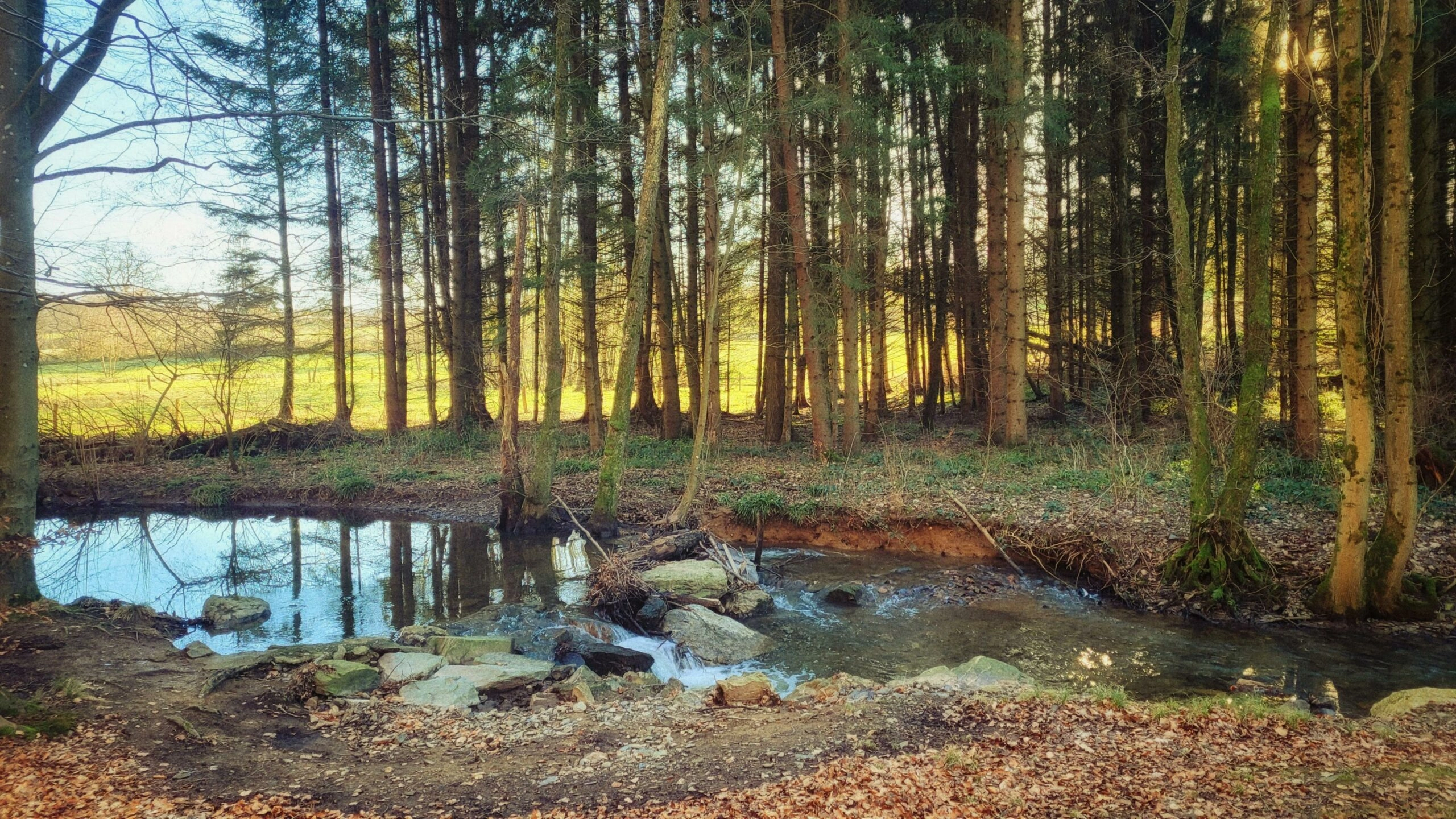 Forêt rivière nature